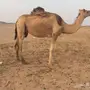 ضروبه للقناي
