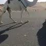 ضروبه وضحى كفوو