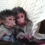 السلام عليكم واسعد الله اوقاتكم  