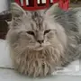 قط شيرازي مون فيس شانشيلا