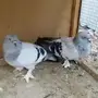 جوز تركي 
