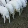 طليان ورخال والحد موجود 