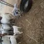 10معزاء