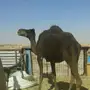 المجمعه