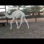 حشو للبيع