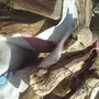 حطب سمر اكياس لبيع 