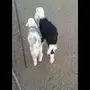 السلام عليكم طلي ورخل