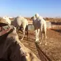 قعدان قصب للبيع