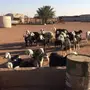 غنم للبيع 