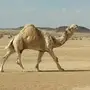 بعير اوضح منتج