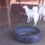 رخال ذبايح 