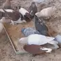 حمام شامي منوع للبيع اجواز وفرايد 