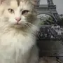 اناثي قطط 