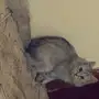 قط شيرازي 
