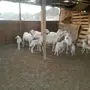 5 تحتها  5  حبص 