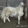 طلي فحل سنه صغير ابوسنه 
