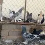 حمام تركي للبيع