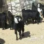 ماعز 