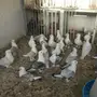 حمام روماني عشه كامله