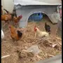 دجاج فيومي تركي وديوك 