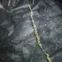 بار لقاح نخل