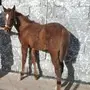 فرس شعبيه تحتها مهر