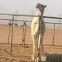 مفرود 