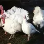 بيض رومي أبيض