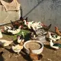 للبيع بط مصري