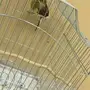 ذكور كناري 