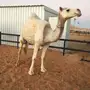 لقحه وضحا