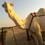 ناقه وضحا
