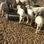 غنم حريه صنف