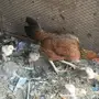 دجاج باكستاني بفروخه 