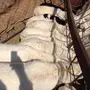طليان كبار وصغار