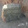 برسيم مخلوط للبيع 