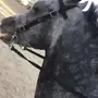 حصان شعبي كفو ينافس الواهو