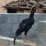 الزلفي 