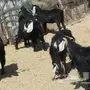 ماعز لبيع 