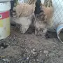 طقم براهما بف فواخر