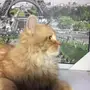 قطط اناثي لى البيع 