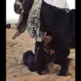 حائل -      