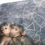 2قروداناثي 
