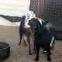 معزا 2 طيبات