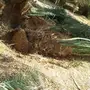 نخيل مثمر 