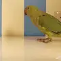 للبيع دره هندية  ((معلن فقط))