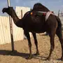 للبيع الخلفه اطيبه 