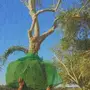 زيتون اشجار