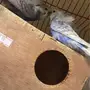 جوز هوقو صحه ونظافه ولون جميل 