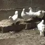 فروخ فرنسي